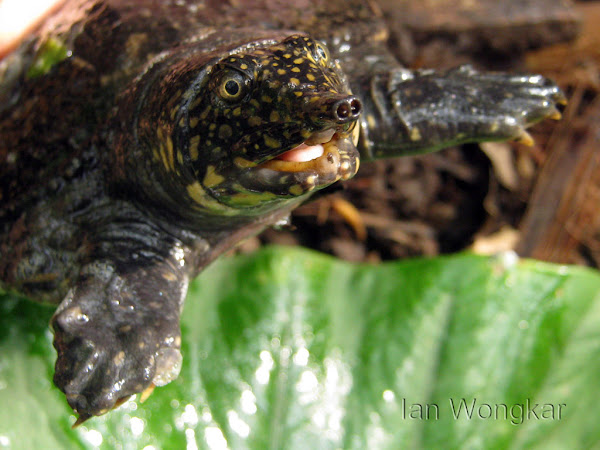 Asiatic Softshell Turtle Project Noah 