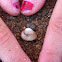 Baby clam