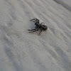Black Crab Spider