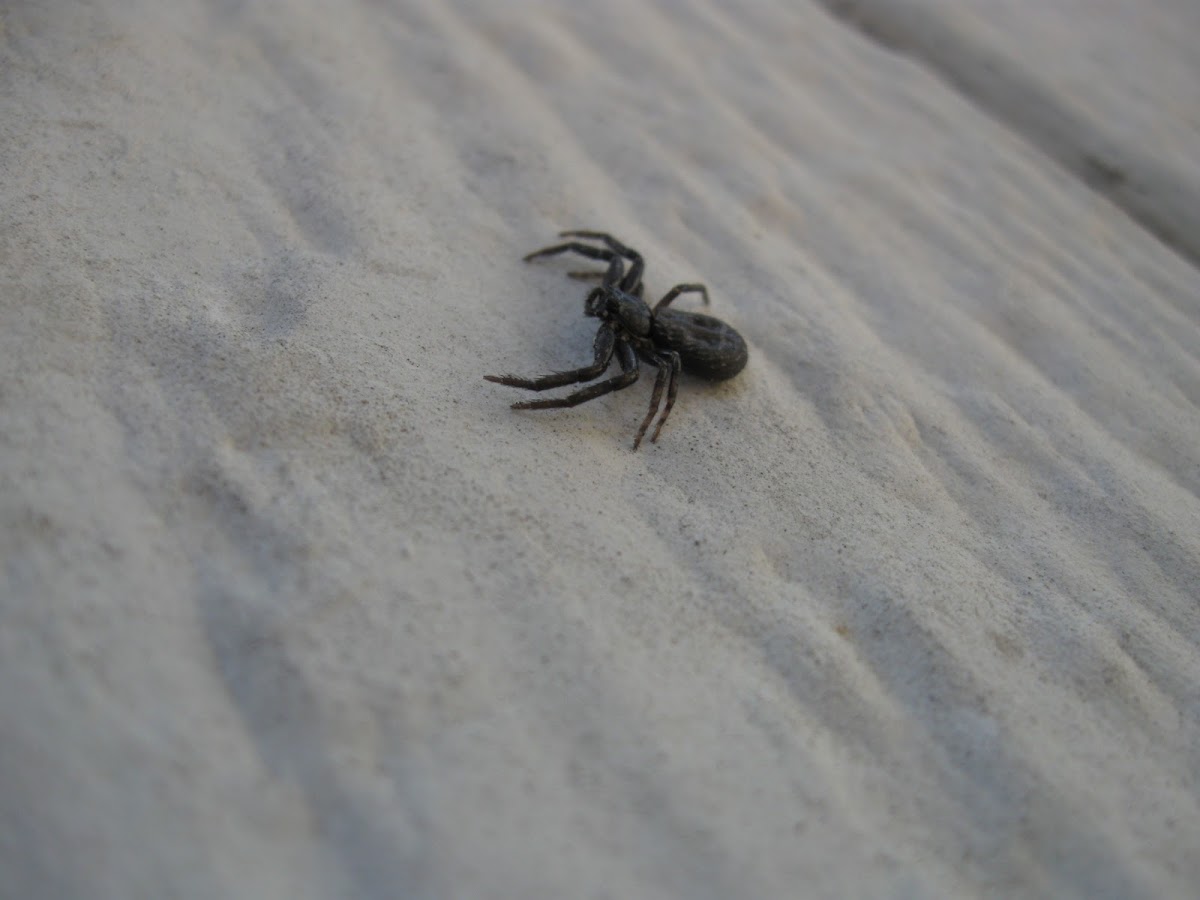 Black Crab Spider