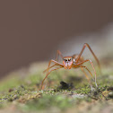 Ant mimic Spider