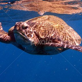 by Tatiana Gonnason - Animals Sea Creatures
