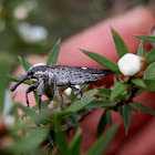 Two-spotted Belid Weevil