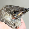 Red wattlebird chick