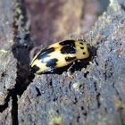 Four-spotted pleasing fungus beetle