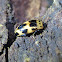 Four-spotted pleasing fungus beetle