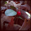 Teaberry / Wintergreen