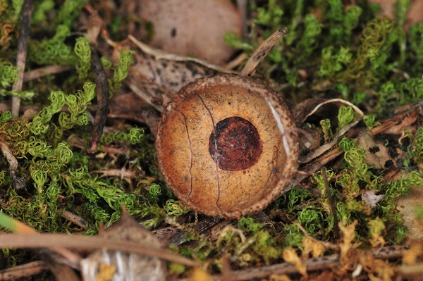 Holm oak acorn shell, cascara de bellota de encina | Project Noah
