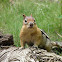 Golden-mantled Ground Squirrel