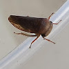 Thymbrini Leafhopper