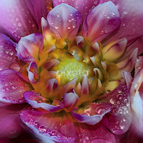 Dahlia by Nikola Vlahov - Flowers Single Flower