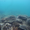 Hyacinth Table Coral