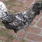 Silver Polish Lace Chicken