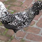 Silver Polish Lace Chicken