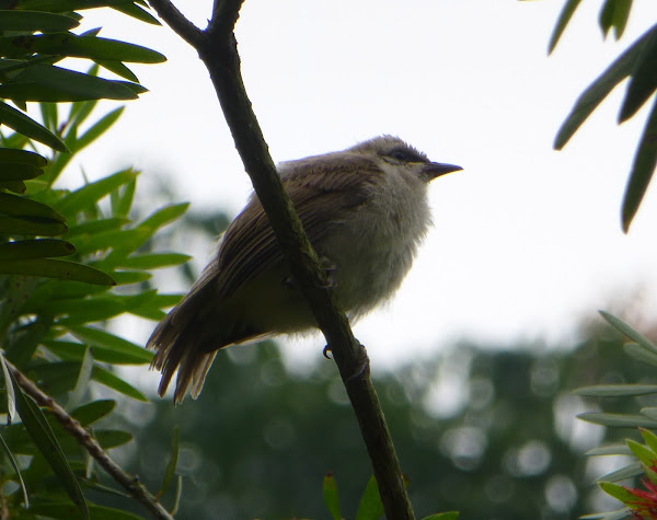 Juvenile Yellow-Vented Bulbul | Project Noah
