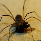 Harvestman