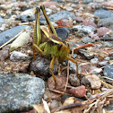 Two-striped Grasshopper female
