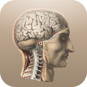 Classic Anatomy 1.1.6