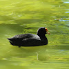 Red-garted coot