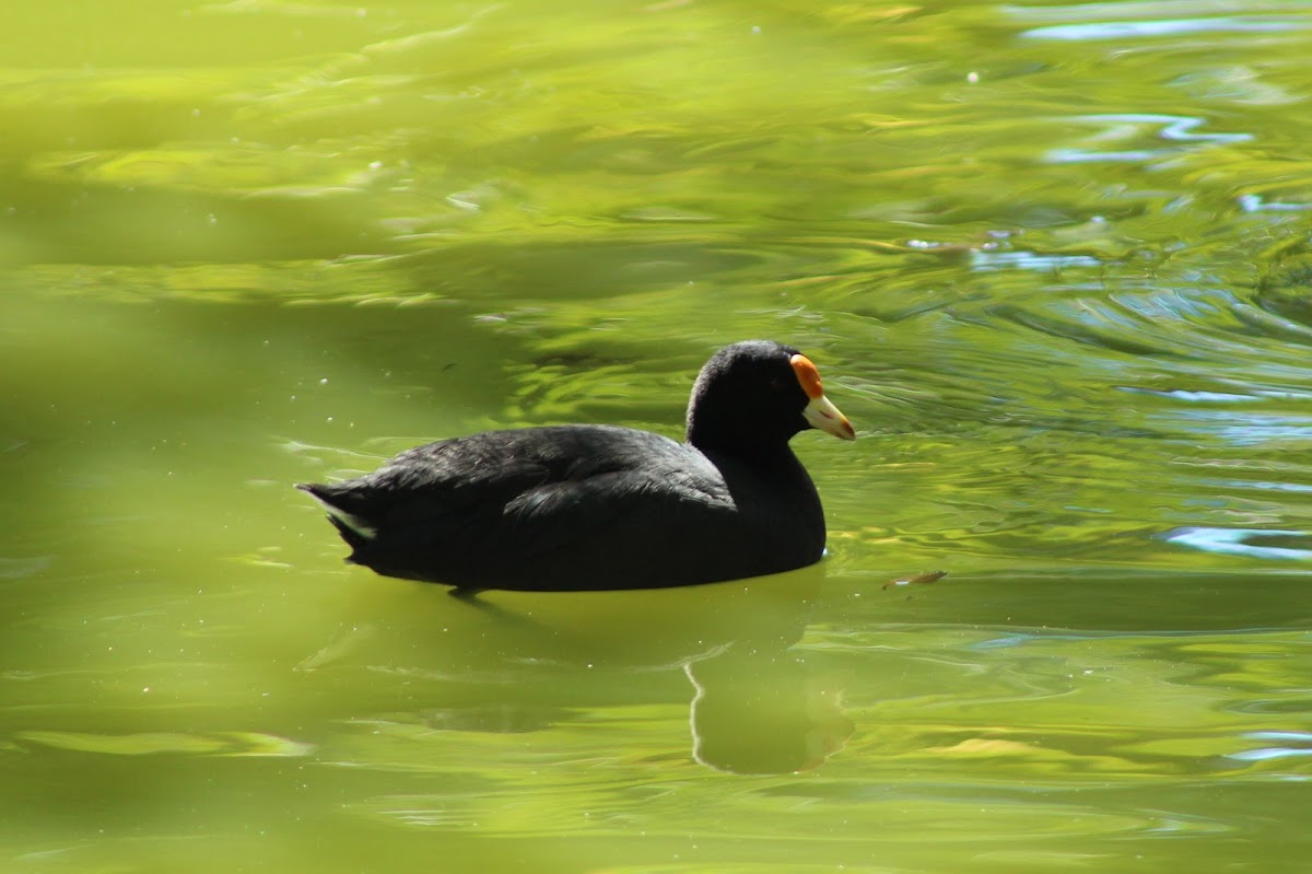 Red-garted coot