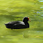 Red-garted coot