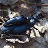 European Oil Beetle (copulation) / Obična kokica