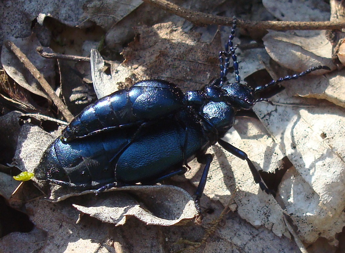 European Oil Beetle (copulation) / Obična kokica