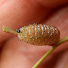 Gum Tree Weevil beetle larva