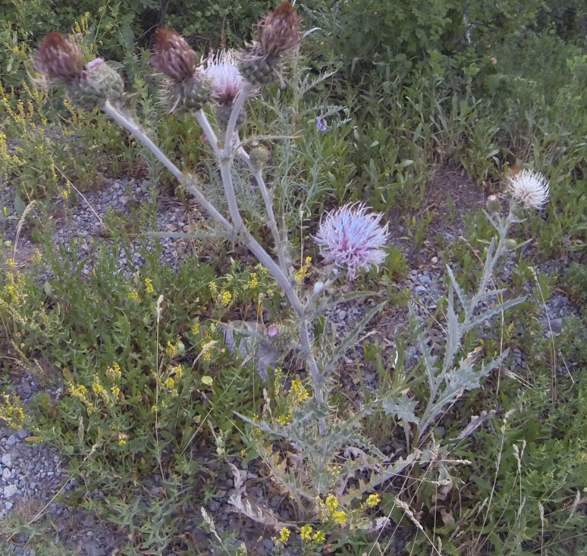 Creeping Thistle