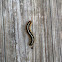 Eastern Tent Caterpillar