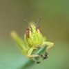 Snakeweed grasshopper (nymph)