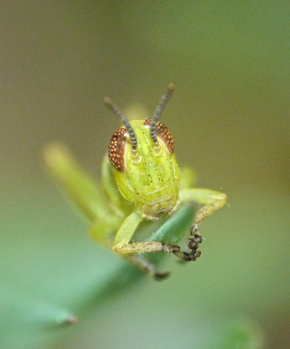 Snakeweed grasshopper (nymph)
