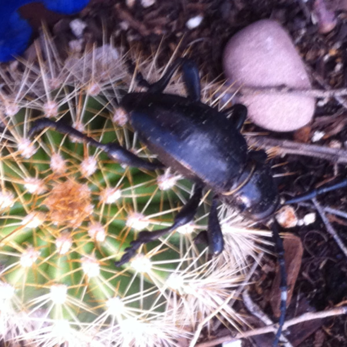 Cactus Longhorn Beetle