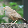 Yellow-billed Babbler