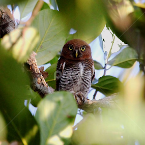 Jungle Owlet.. by Nithya Purushothaman - Animals Birds