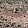 Prairie Dog