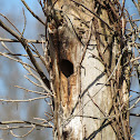Woodpecker Hole