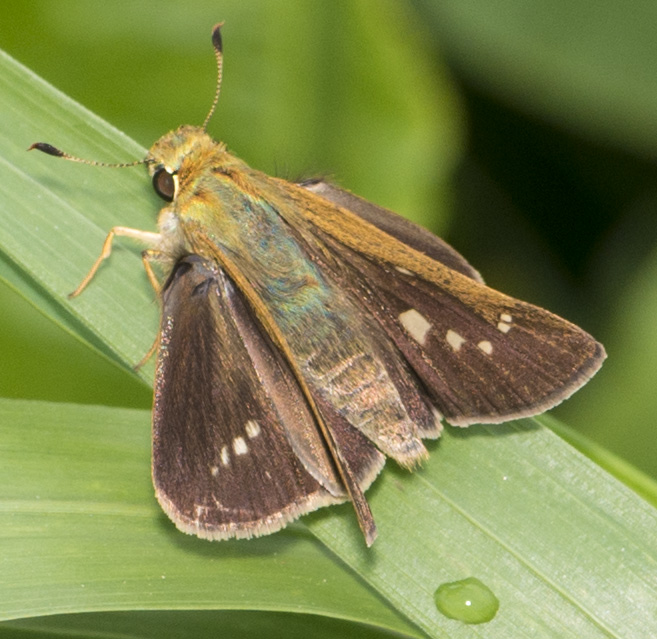Unidentified Lepidoptera