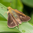 Unidentified Lepidoptera