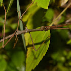 Stick Insect, Phasmid - Male