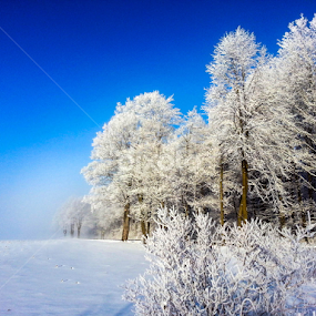 Hoar Frost Explosion by Christine Weaver-Cimala - Landscapes Weather