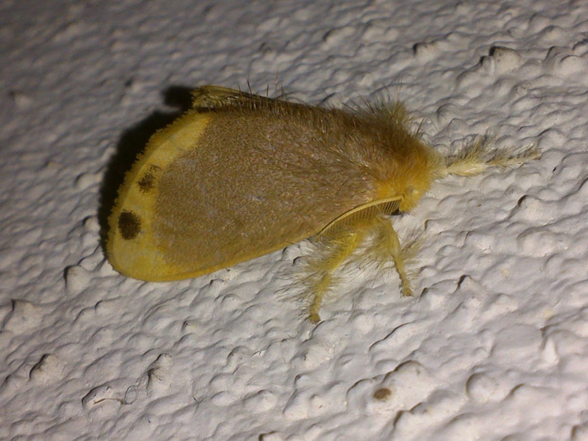 Tussock Moth (♂)