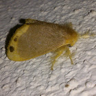 Tussock Moth (♂)