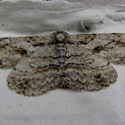 Brown-shaded gray moth