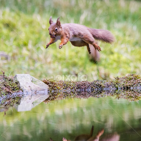by Nigel Atkins - Animals Other Mammals