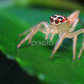Jumper Spider by A Friyana Wiradikarta - Animals Insects & Spiders