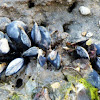 Blue mussel