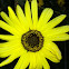 Bush sunflower
