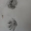 Raccoon paw print