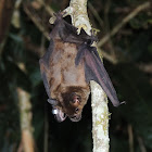 Greater Spear-Nosed Bat